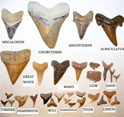 florida shark teeth identification chart.